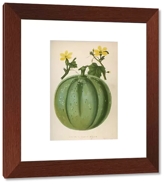 Melon Green 1871