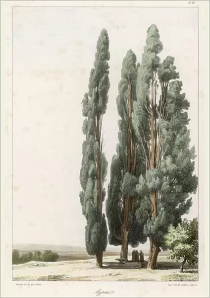 Trees  /  Cypress (Girard)