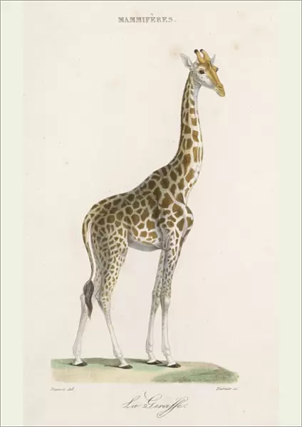 Giraffe  /  Prevost  /  C1835