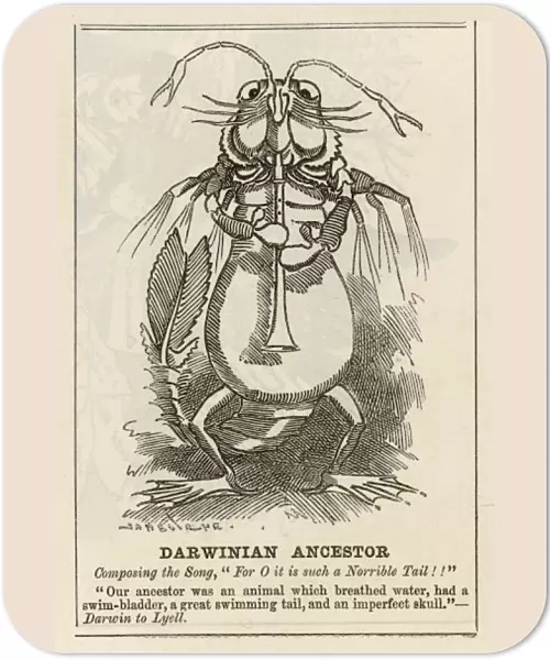 Darwin  /  Ancestor Cartoon