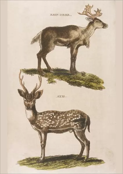 Reindeer Axis Deer 1814