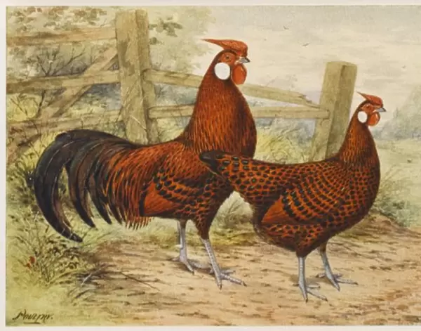 Hamburgh Cock & Hen
