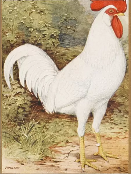 White Leghorn Cockerel
