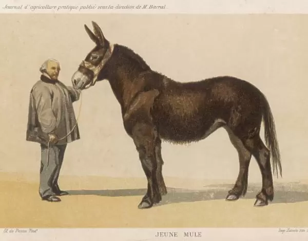 French Mule 1865