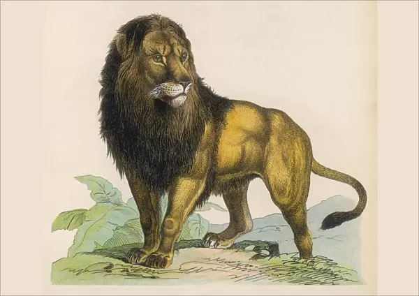 LION. Lion