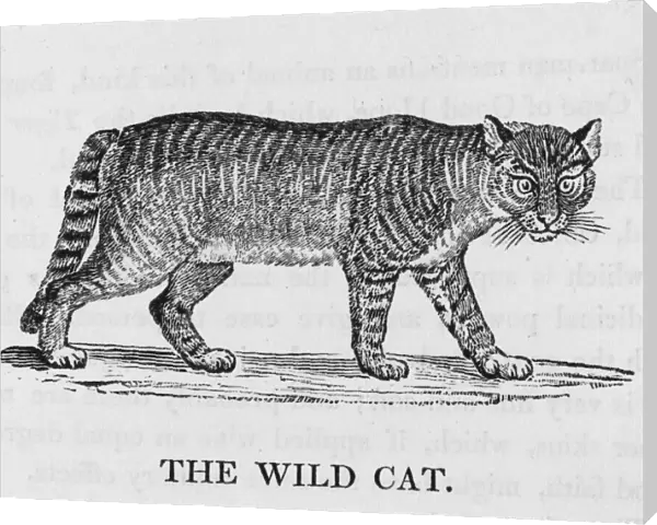 Wild Cat (Bewick)