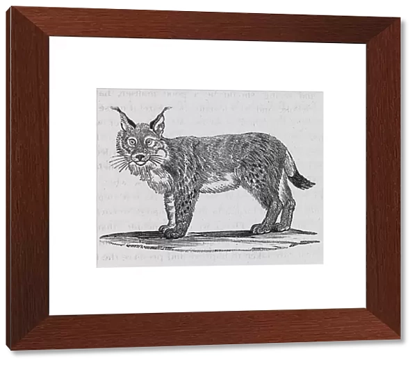 Lynx (Bewick)