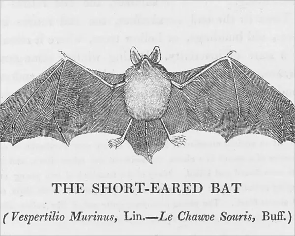 Shorteared Bat (Bewick)