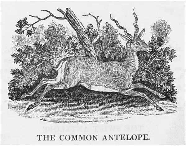 Common Antelope (Bewick)