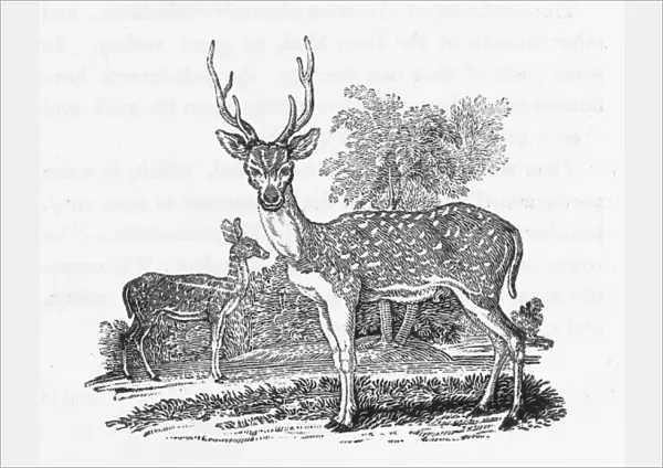 Axis or Ganges Stag