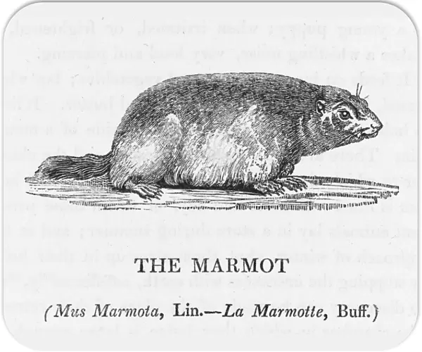 Marmot (Bewick)