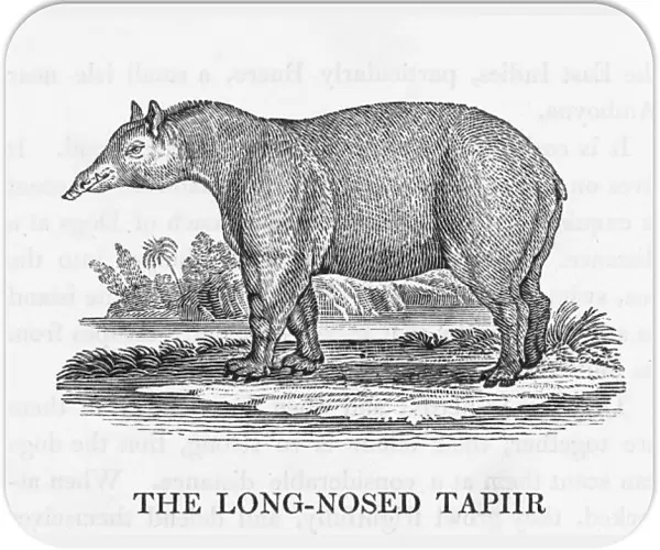 Bewick  /  Tapir