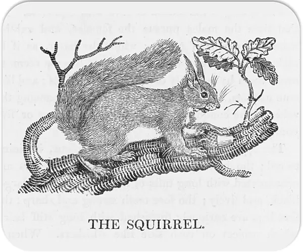 Bewick  /  Red Squirrel