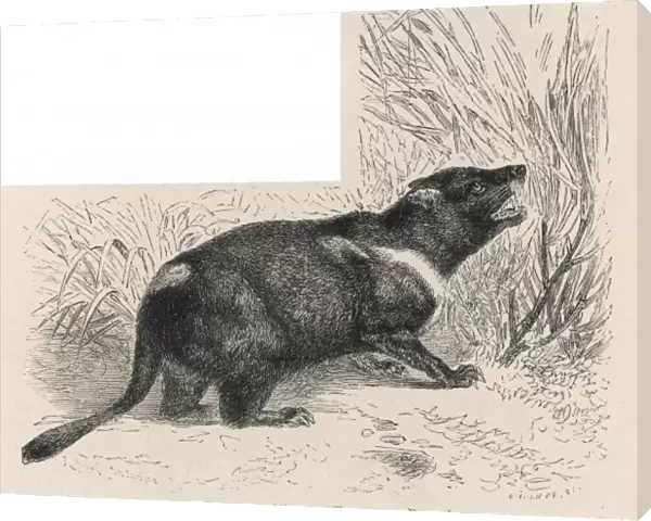 Tasmanian Devil - 2
