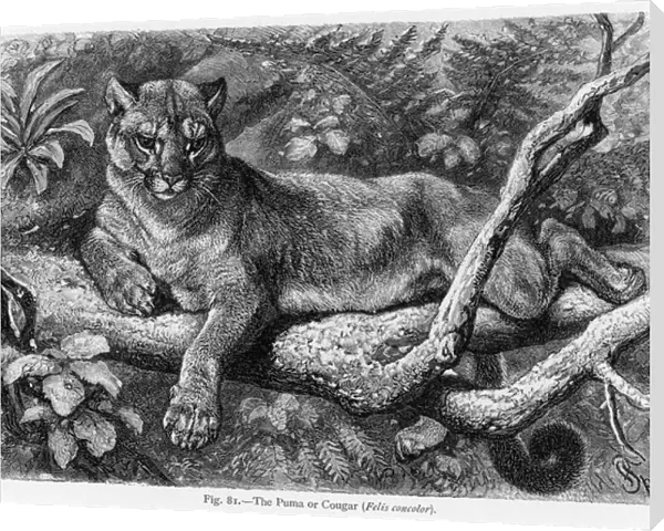 Puma (Lydeker)