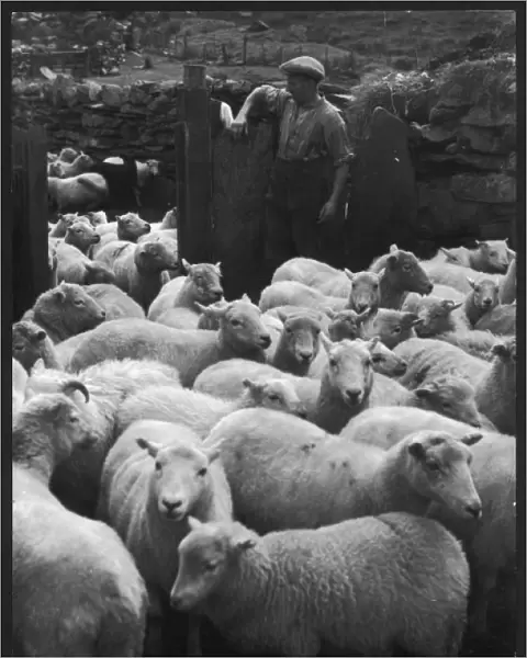 Welsh Sheep Farming