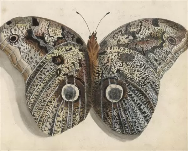 Unknown Species of Moth