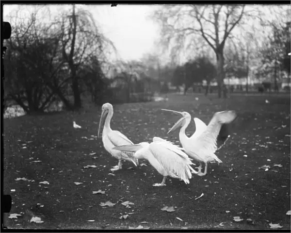 Pelicans in the Park