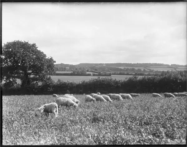 Devonshire Sheep