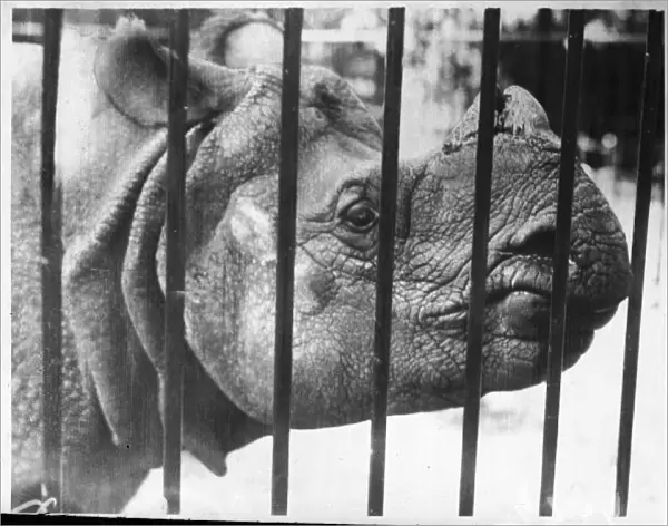 Rhino Behind Bars