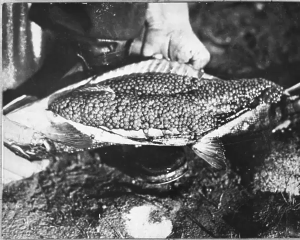 Trout Catch 1934