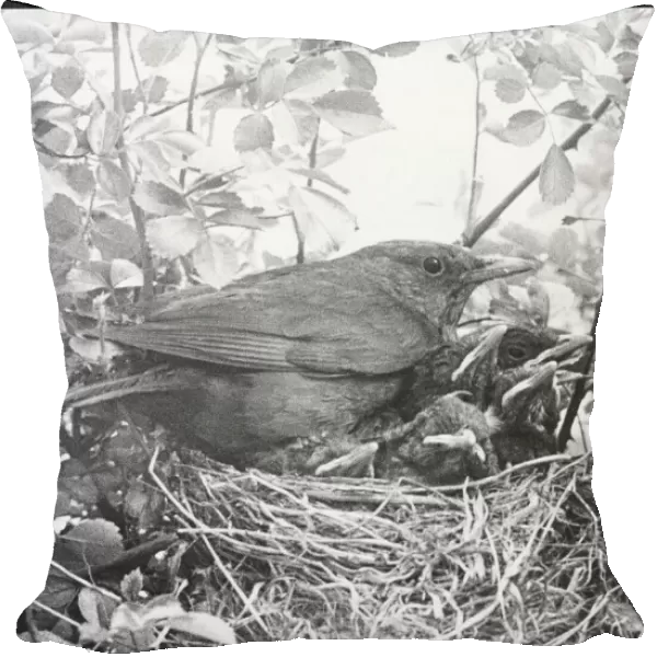 Blackbird Nesting
