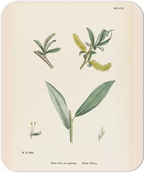 Plants  /  Salix Alba