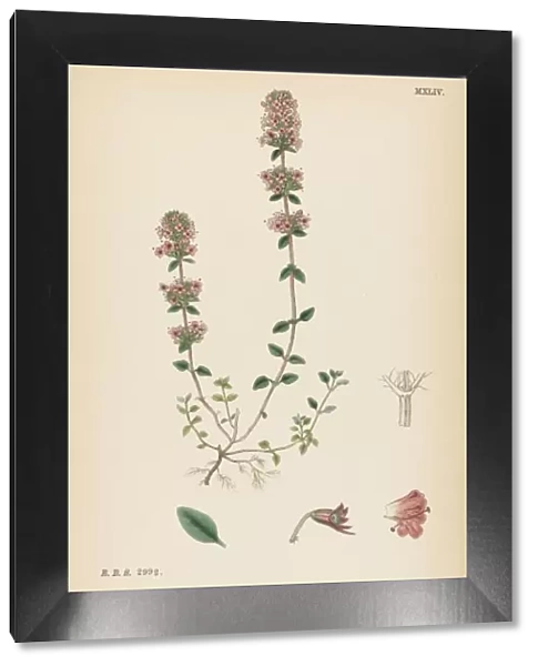 Plants  /  Thymus Chamaedrys