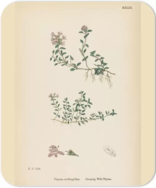 Thymus Eu-Serpyllum