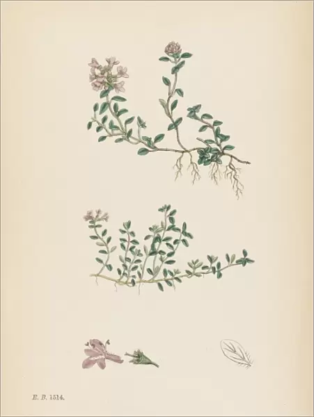Thymus Eu-Serpyllum