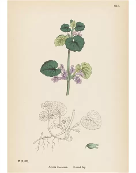 Plants  /  Nepeta Glechoma