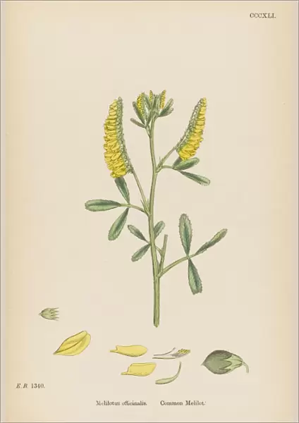 Melilotus Officinalis
