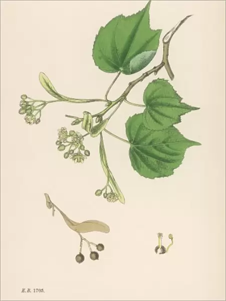 Plants  /  Tilia Parvifolia