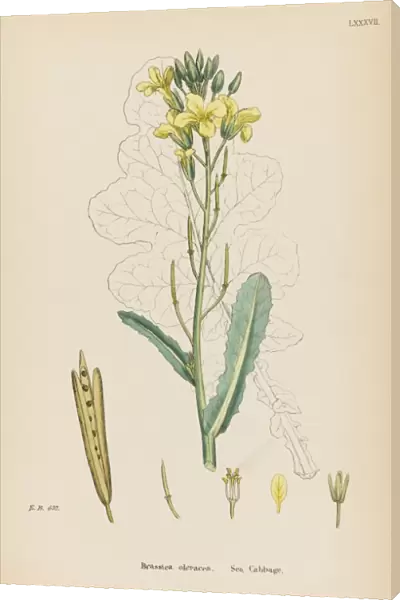 Plants  /  Brassica Oleracea