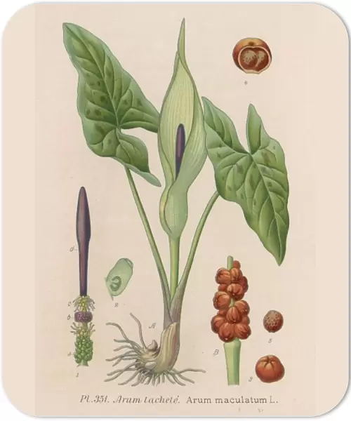 Plants  /  Arum Maculatum