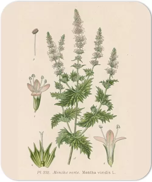 Plants  /  Mentha Viridis