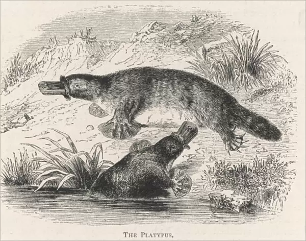 Platypus Pair
