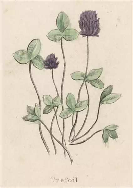 Lotus Corniculatus
