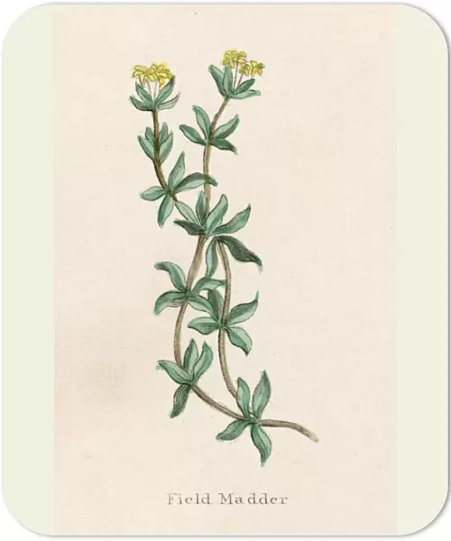 Plants  /  Rubia Tinctorum