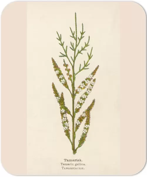 Plants  /  Tamarix Gallica