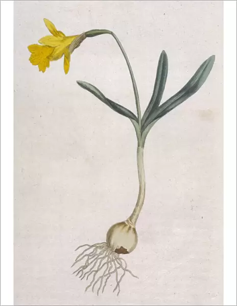 Plants  /  Narcissus Minor