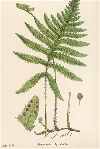 Ferns Phegopteris Poly