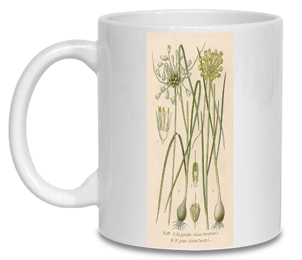 Plants  /  Allium Sp