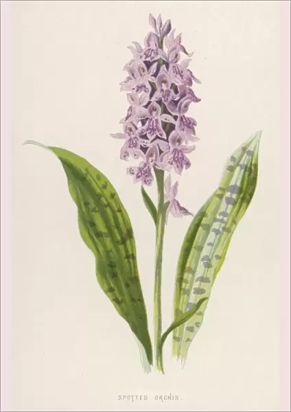 Plants  /  Orchis Maculata