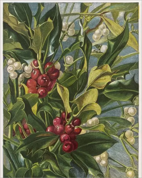Holly & Mistletoe