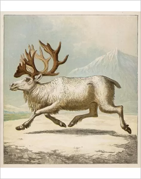 Reindeer  /  Kronheim