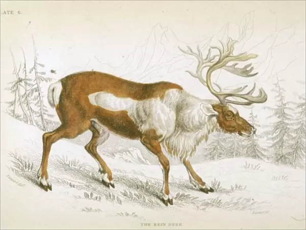 Reindeer  /  Naturalist s