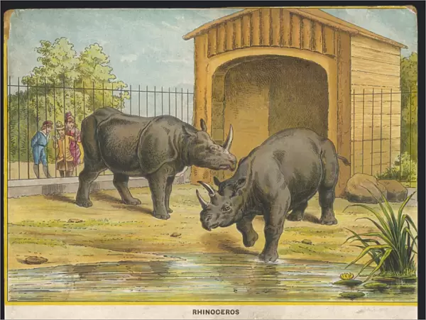 Rhinoceros Zoo