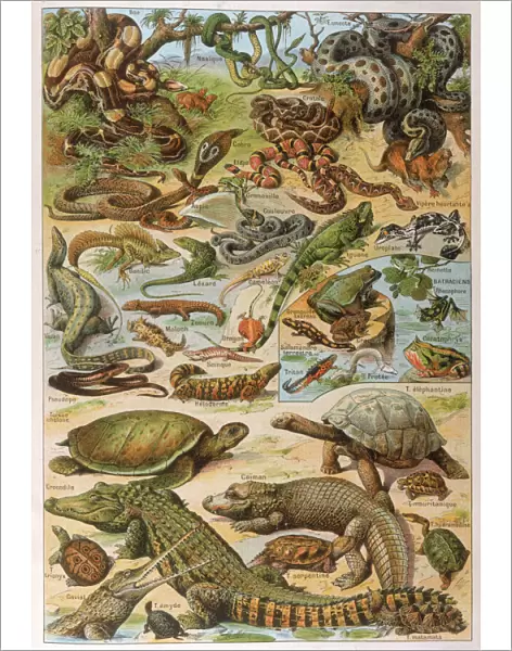 Various Reptiles  /  1913
