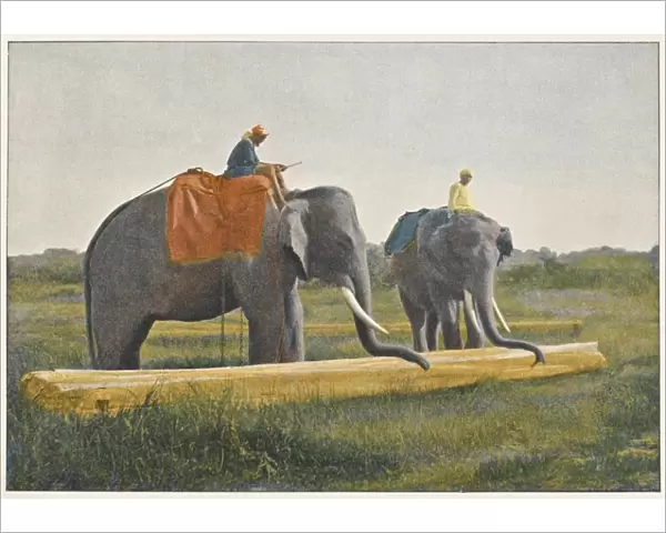 Elephants Working 1890S